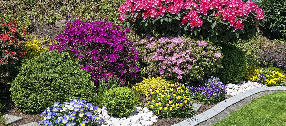 Choosing the Right Plants